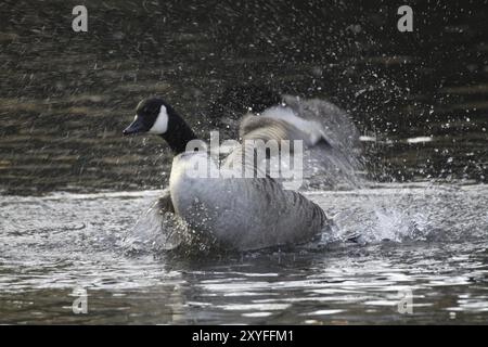 Badeende Kanadische Gans Stockfoto