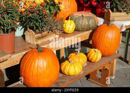 Kürbisse in verschiedenen Formen und Farben sowie Topfpflanzen mit leuchtenden Orangenbeeren und Blumen Stockfoto