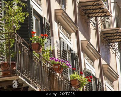 Balkone mit Blumen und Pflanzen, Holzläden, Metallgeländer in einem Wohngebäude, palermo, sizilien, mittelmeer, italien Stockfoto