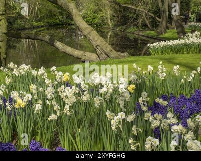 Felder mit weißen und violetten Blumen am Rande eines Teichs, umgeben von grünen Wiesen und Bäumen, Amsterdam, Niederlande Stockfoto