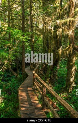 Eine Promenade im Zickzack durch moosige Bäume im Pacific Rim National Park auf Vancouver Island Stockfoto