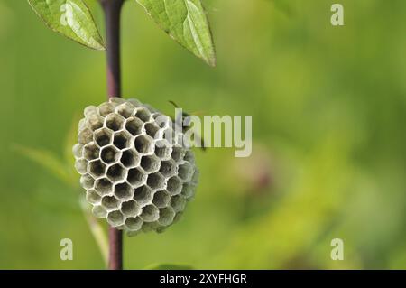 Gallische Feldwespe auch französische Feldwespe, Polistes dominula am Nestgebäude. Polistinen sind eusoziale Wespen auf einer Wiese am Nestgebäude Stockfoto