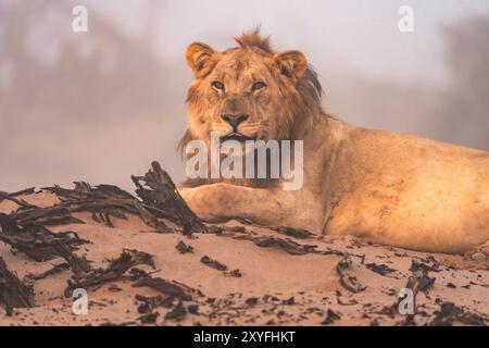 Wüstenadaptierter männlicher Löwe (Panthera leo) in Namibia, Afrika Stockfoto