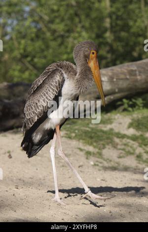 Junge Völlerei Stockfoto