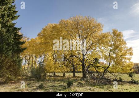 Espen im Herbst Stockfoto