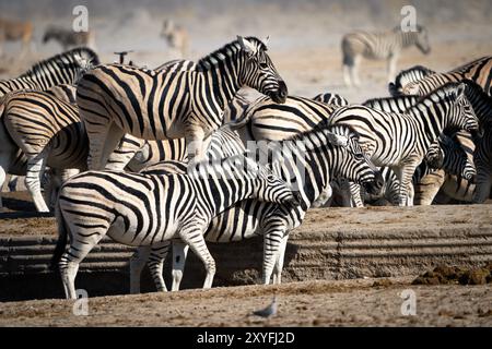 An die Wüste angepasstes Zebra (Hippotigris) am Watering Hole im Etosha National Park, Namibia Stockfoto