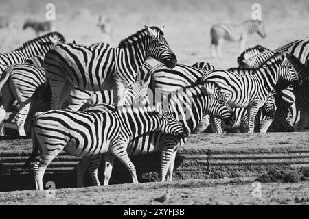 An die Wüste angepasstes Zebra (Hippotigris) am Watering Hole im Etosha National Park, Namibia Stockfoto