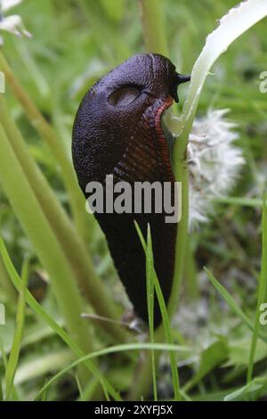 Große schwarze Schnecke Stockfoto