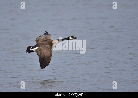 Kanada-Gans im Flug Stockfoto