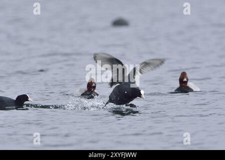 Eurasischer Coot in der Paarungszeit. Eurasische Bohlensauben während der Paarungszeit Stockfoto