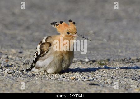 Eurasischer Wiedehopf auf der Suche nach Essen auf einem Parkplatz. Eurasischer Wiedehopf sucht im Herbst nach Essen Stockfoto