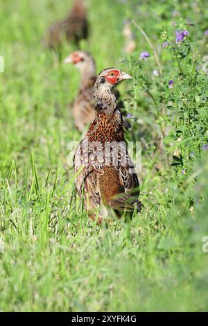 Junge Jagdfasane in Schweden im Herbst. Junger gemeiner Fasan auf einer Wiese. Hintergrund, Farbe Stockfoto