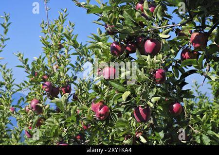 Rote Aepfel am Baum, rote Aepfel am Baum Stockfoto