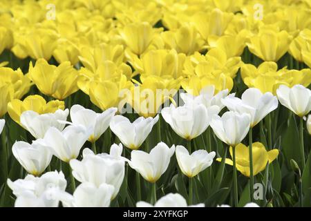 Wunderschöne weiße und gelbe Tulpen, die im Sonnenlicht leuchten Stockfoto
