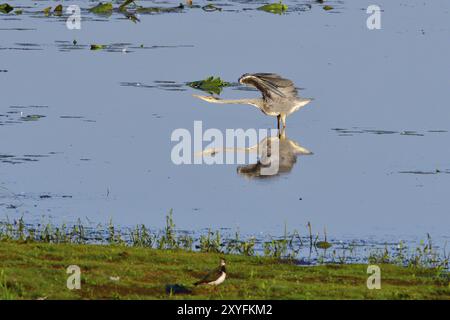 Grauer Reiher, der sich morgens in einem Teich ausdehnt Stockfoto