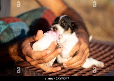 Ein neugeborener Fox Terrier Welpe, der liebevoll mit der Flasche gefüttert wird, zeigt den zarten Moment der Pflege und Pflege zwischen Mensch und Tier Stockfoto