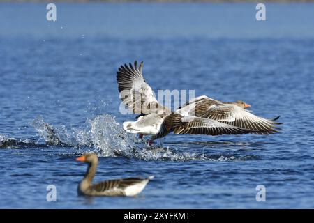 Graugans im Frühling im Kampf. Graugans im Frühjahr während der Balz und der Territorialverteidigung Stockfoto