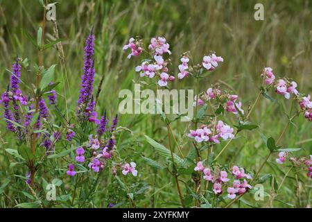 Blueten des Druesigen Springkraut. Impatiens glandulifera im Herbst auf einer Wiese Stockfoto