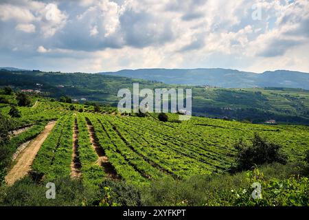 Großes grünes Feld im Herzen von Valpolicella mit einem Weinberg, der der Weinproduktion gewidmet ist. Stockfoto