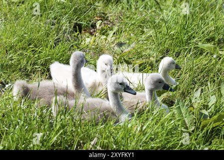 Julianadorp, Niederlande, Mai 2022. Ein Nest mit jungen Schwänen Stockfoto