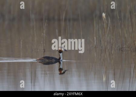 Großer Schurkenkelvogel, Podiceps-Kalbsbändchen, großer Schurkvogel Stockfoto