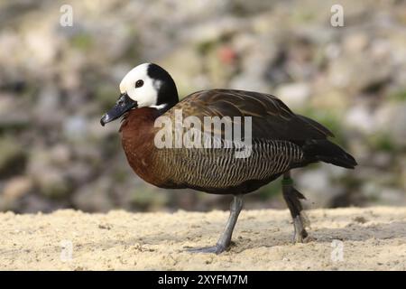 Witwe pfeifende Gans Stockfoto