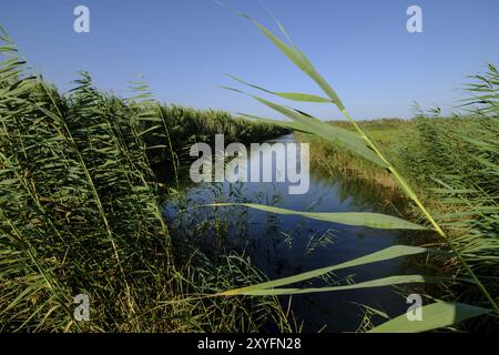 Torrente de Muro, Naturpark Albufera de Mallorca, Gemeinden Muro und sa Pobla. Mallorca, balearen, spanien Stockfoto