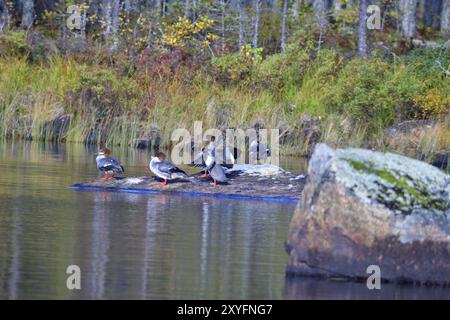 Gruppe der weiblichen Merganser in schweden. Weibliche gemeine Merganser im Herbst in Schweden Stockfoto