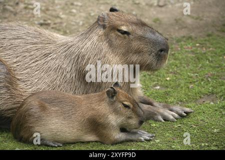 Capybaras (Hydrochoerus hydrochaeris) Stockfoto