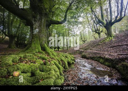 Hayedo de Otzarreta, fagus Sylvatica, parque Natural Gorbeia, Alava-Vizcaya, Euzkadi, Spanien, Europa Stockfoto