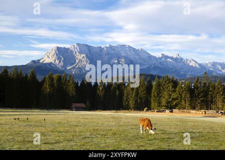 Junge Alpenkuh auf gefrorener Weide am frühen Morgen im Wallgau, Bayern Stockfoto