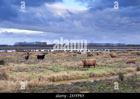 Schottische Rinder auf wilden Wiesen bei bewölktem Wetter Stockfoto