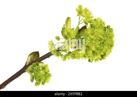 Blüte des Norwegischen Ahorns (Acer Platanonides) Stockfoto