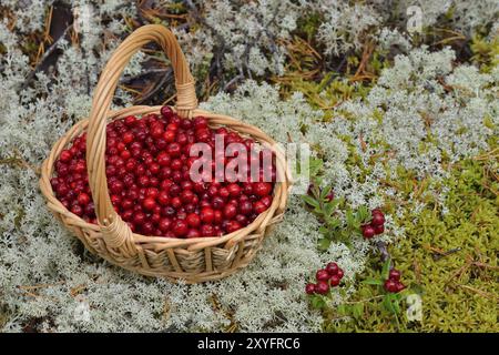 Preiselbeere in einem Korb in den Bergen. Preiselbeeren in einem Korb in den Bergen Stockfoto