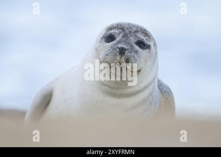 Meerrobbe (Phoca vitulina), ausgewachsenes Tier, das am Strand liegt, Norfolk, England, Vereinigtes Königreich, Europa Stockfoto