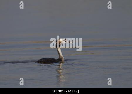 Großer Schurkenkelvogel, Podiceps-Kalbsbändchen, großer Schurkvogel Stockfoto