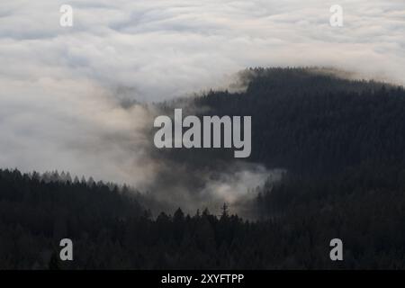 Nebel über Bäumen Stockfoto