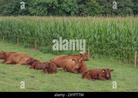 Rinder liegen und ruhen auf einer grünen Wiese neben einem Maisfeld, friedliche Atmosphäre, borken, münsterland, deutschland Stockfoto