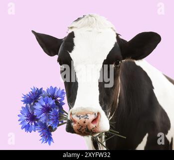 Entzückende Kuh, die blaue Kornblumen im Mund auf hellviolettem Hintergrund hält Stockfoto