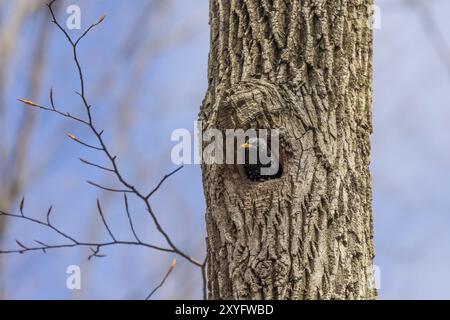 Gewöhnlicher Starling in der Nisthöhle eines Baumes Stockfoto