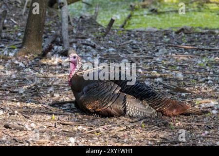 Der wilde truthahn (Meleagris gallopavo) im State Park in Wisconsin Stockfoto