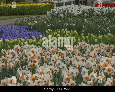 Blumenbeet mit Narzissen, Tulpen und Hyazinthen in verschiedenen Farben, Amsterdam, Niederlande Stockfoto