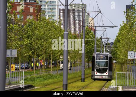 Städtische Begrünung, innerstädtische Straße Laan op Zuid, im Rotterdamer Stadtteil Feijenoord, 4 Fahrspuren, 2 Straßenbahnschienen, Radwege auf beiden Seiten, Gehsteige und p Stockfoto