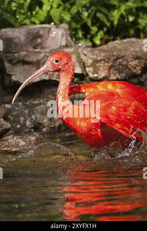 Scharlachibisen (Eudocimus ruber) Stockfoto