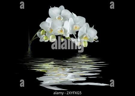 Weiße Orchidee mit Reflexion auf schwarzem Hintergrund Stockfoto