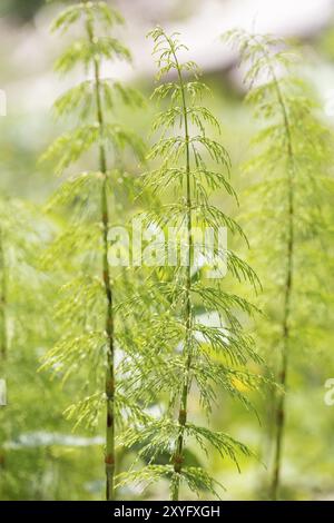 Holz-Schachtelhalm (Equisetum Sylvaticum) Stockfoto