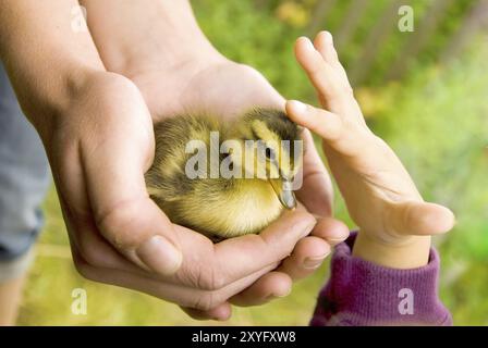 Hände einer erwachsenen Person und eines jungen Mädchens, das ein Entlein streichelt Stockfoto