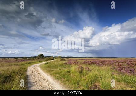 Pfad durch Wiesen und blauen Himmel im Sommer Stockfoto