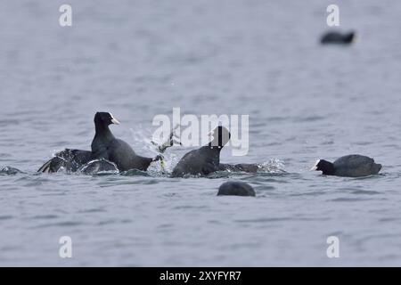 Eurasischer Coot in der Paarungszeit. Eurasische Bohlensauben während der Paarungszeit Stockfoto