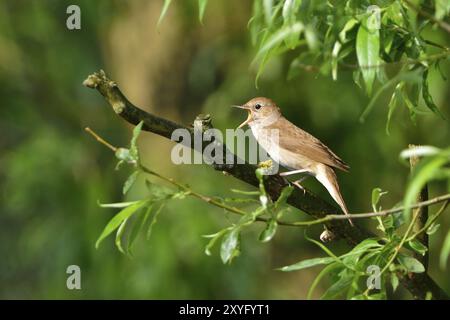 Soor-Nachtigall, Soor-Gesang am Morgen auf einem Baum. Soor am Morgen Stockfoto